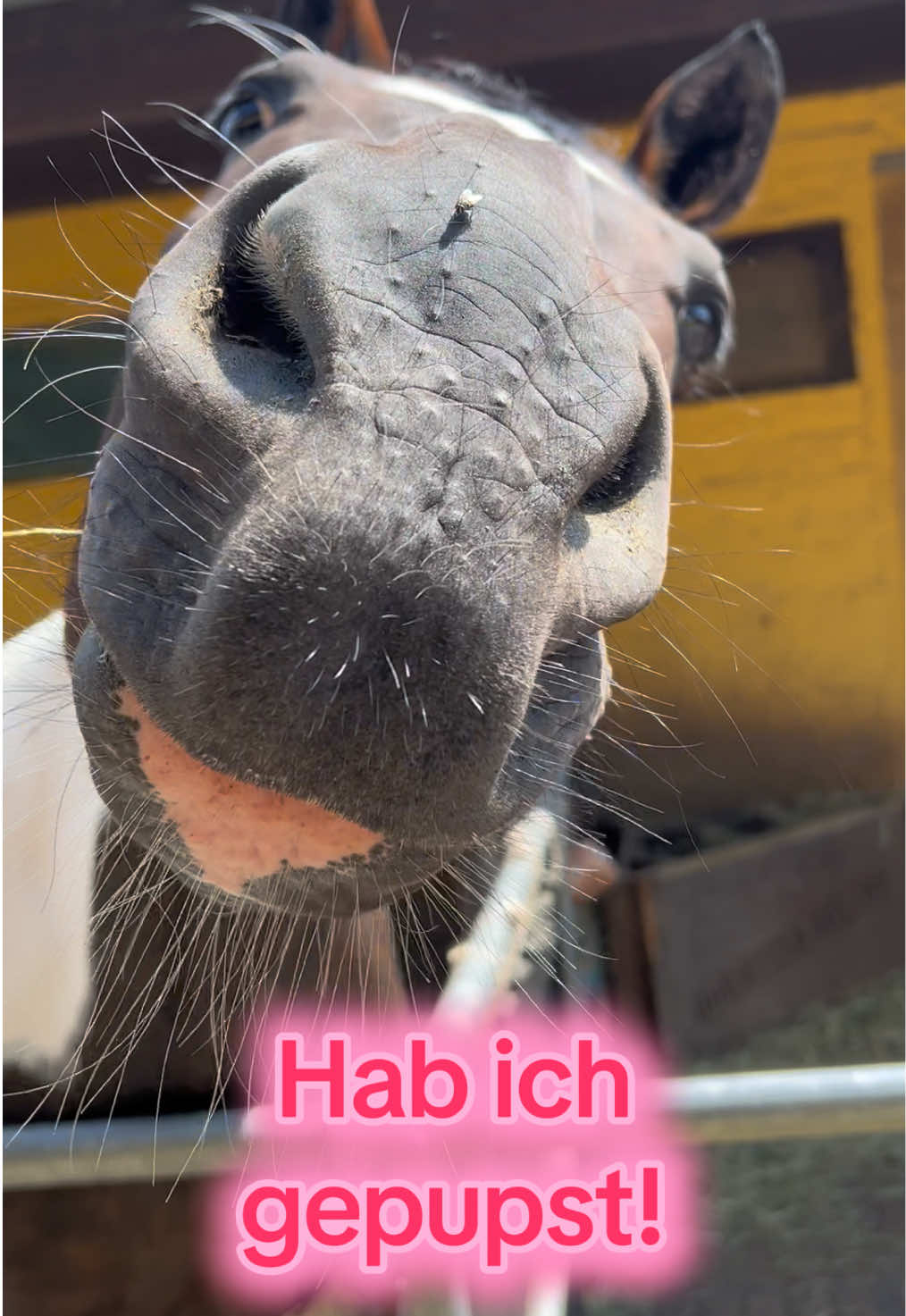 @Sissy und der wilde Pinsel
