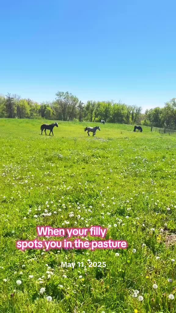 @Free Spirit Equestrian