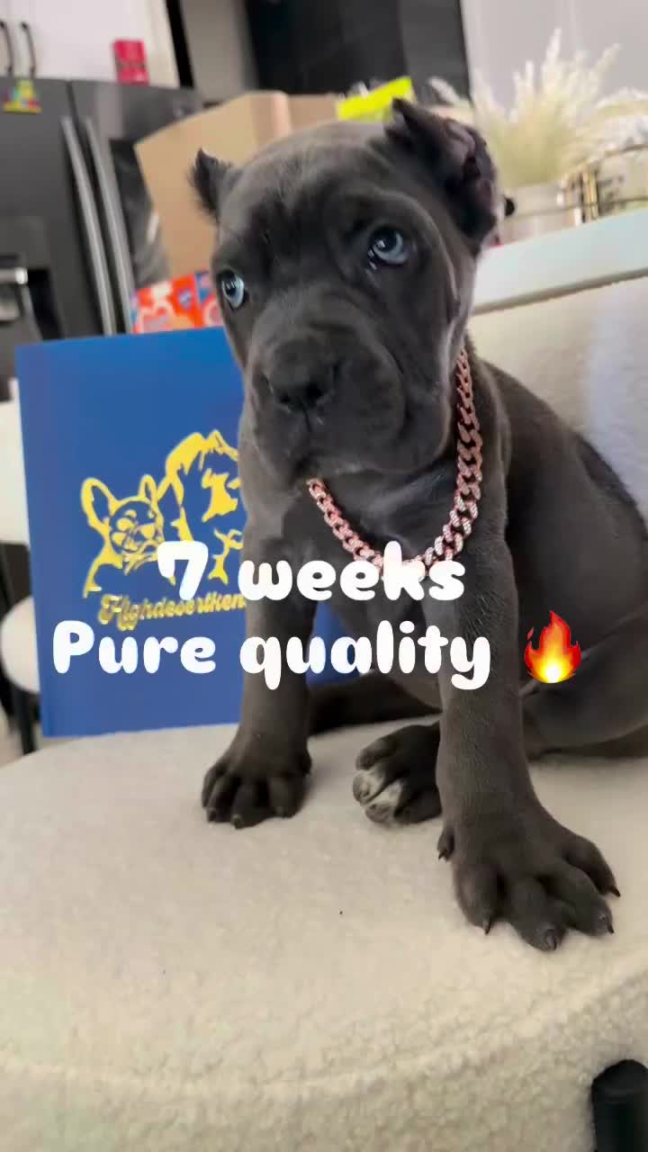 @Heart Land Cane Corso kennels
