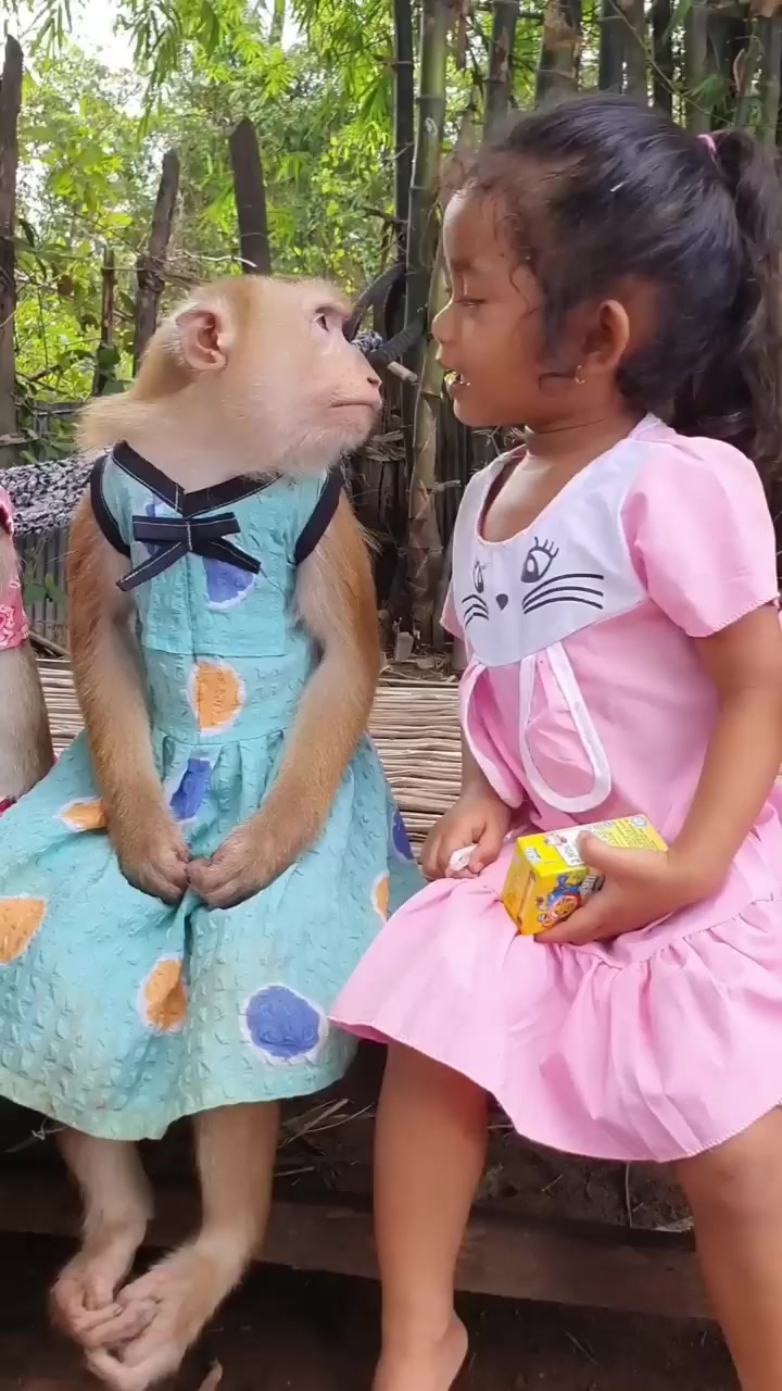 @Asian Macaques