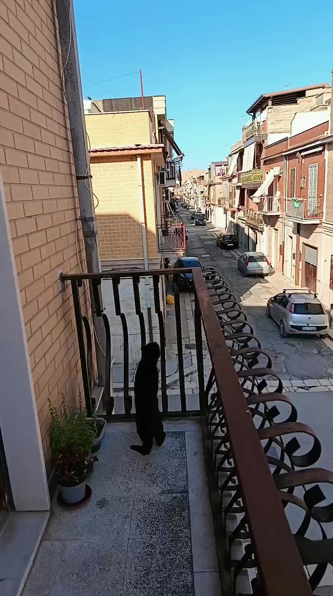 @ciratamburro
