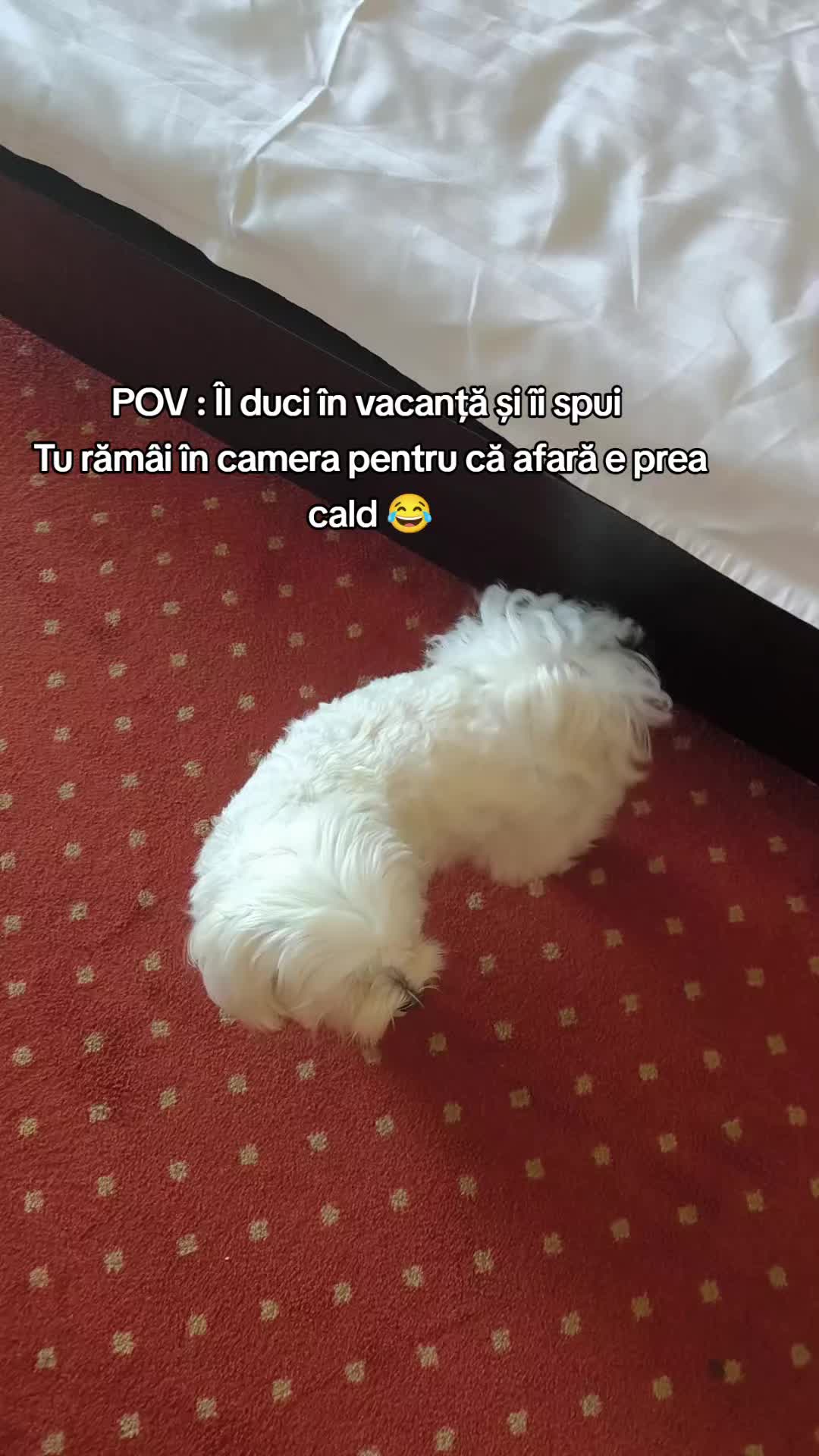 @🐾 BUBI 🐾