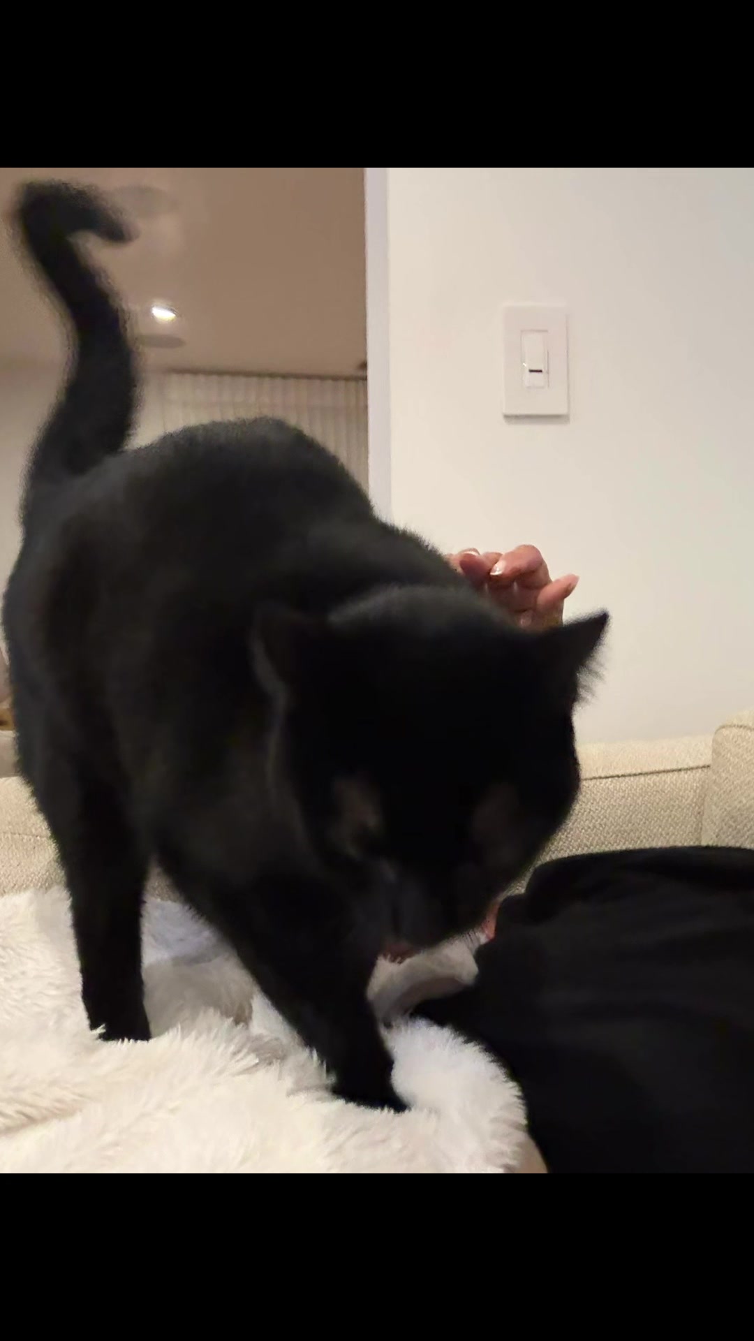 @Oscar Jeremy the cat!