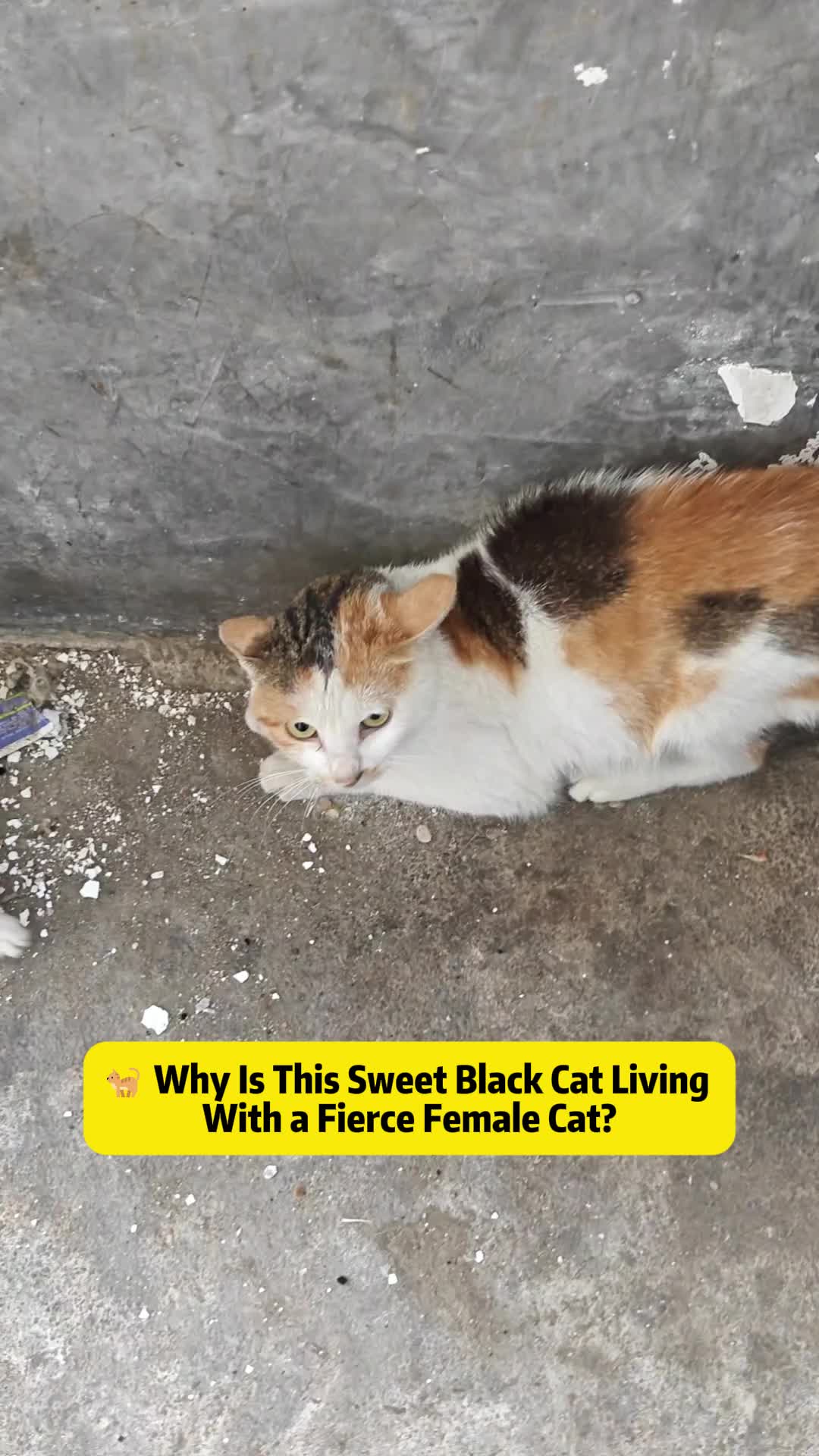 @Stray Cat Talkz