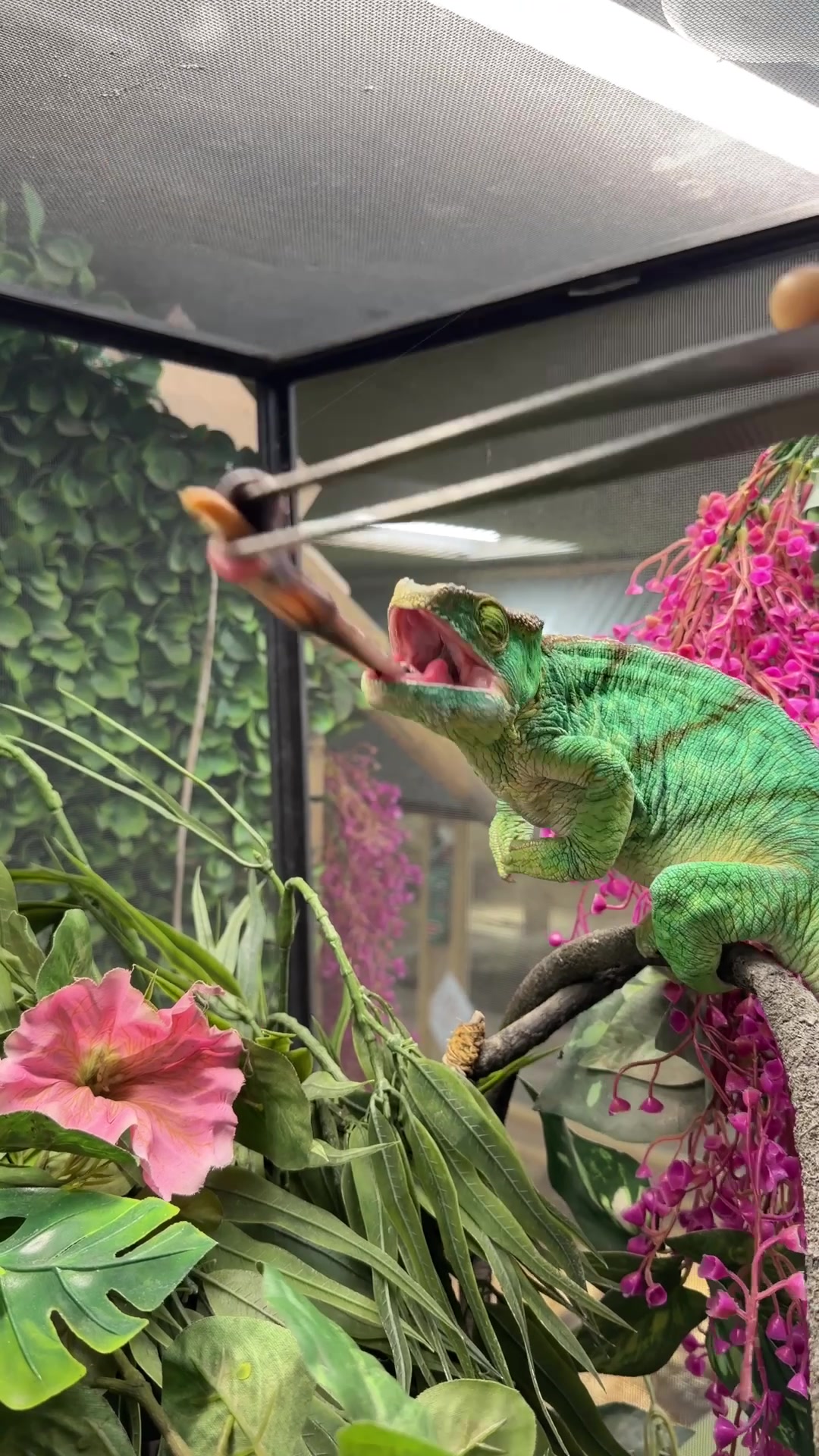 @The Reptile Zoo