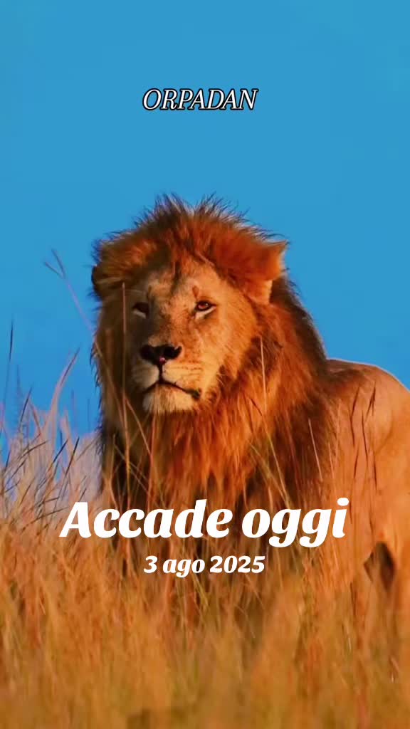 @Guzzicar🦁