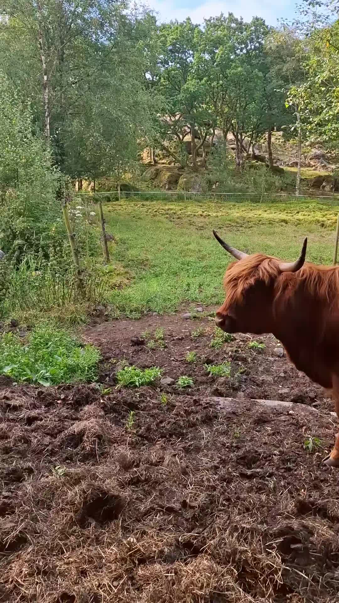 @Highland.Bull