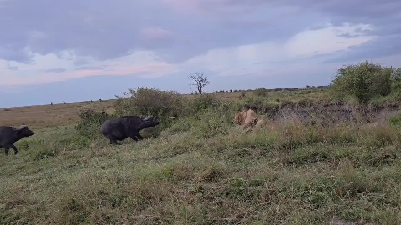 @lion_world5