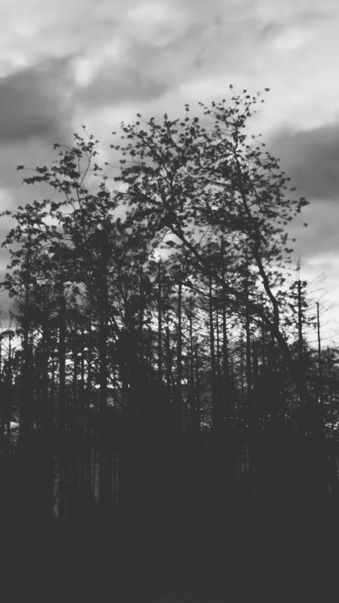 @zitate 🥀