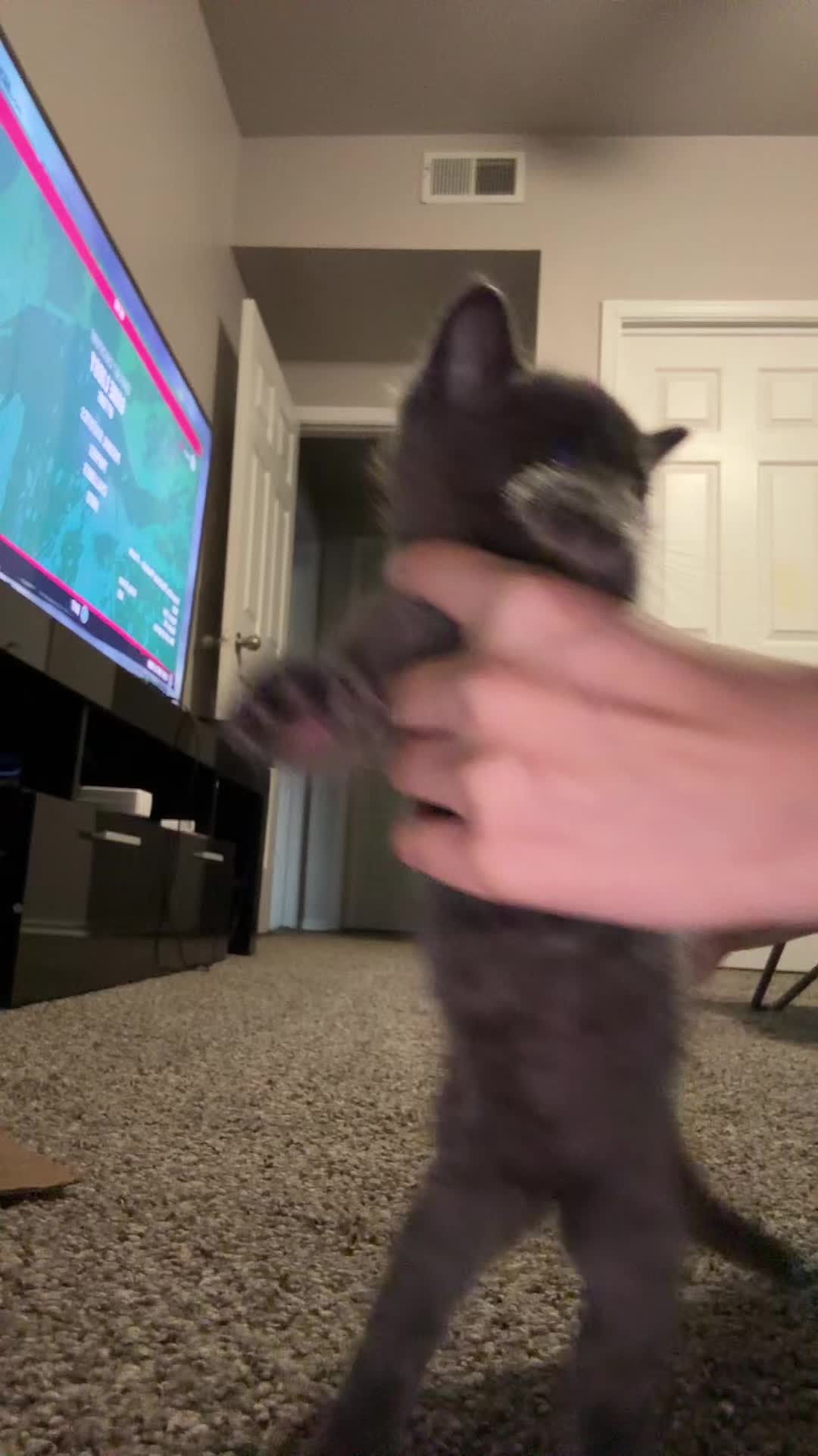 @cat_dancers