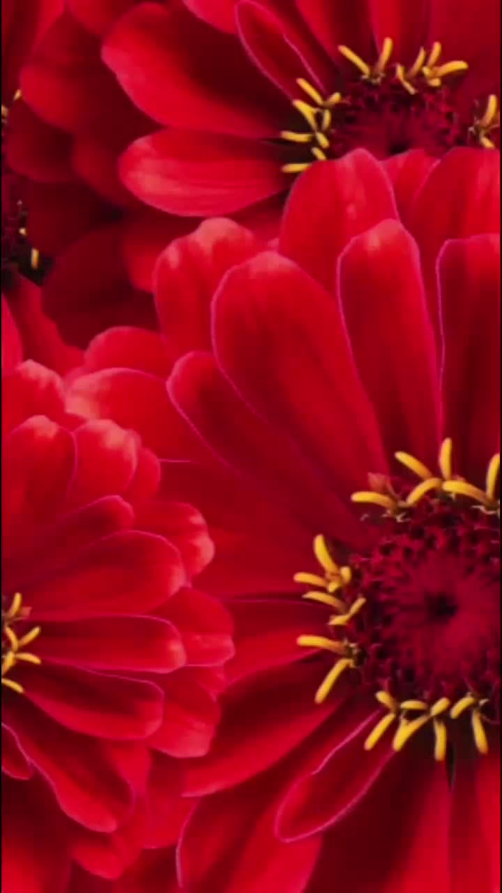 @valentinabadan5