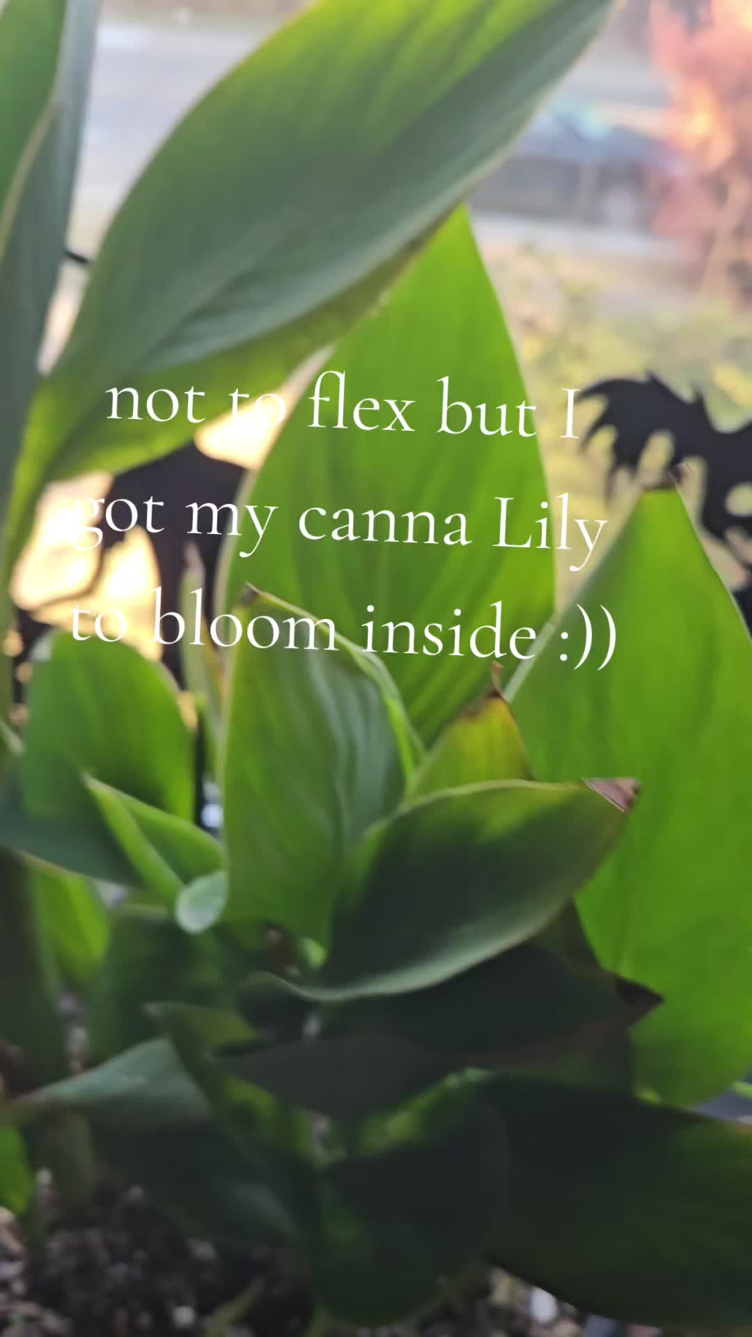 @lilly