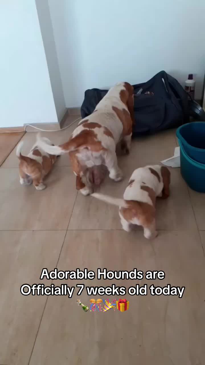 @Home Of All Basset Hound Pups