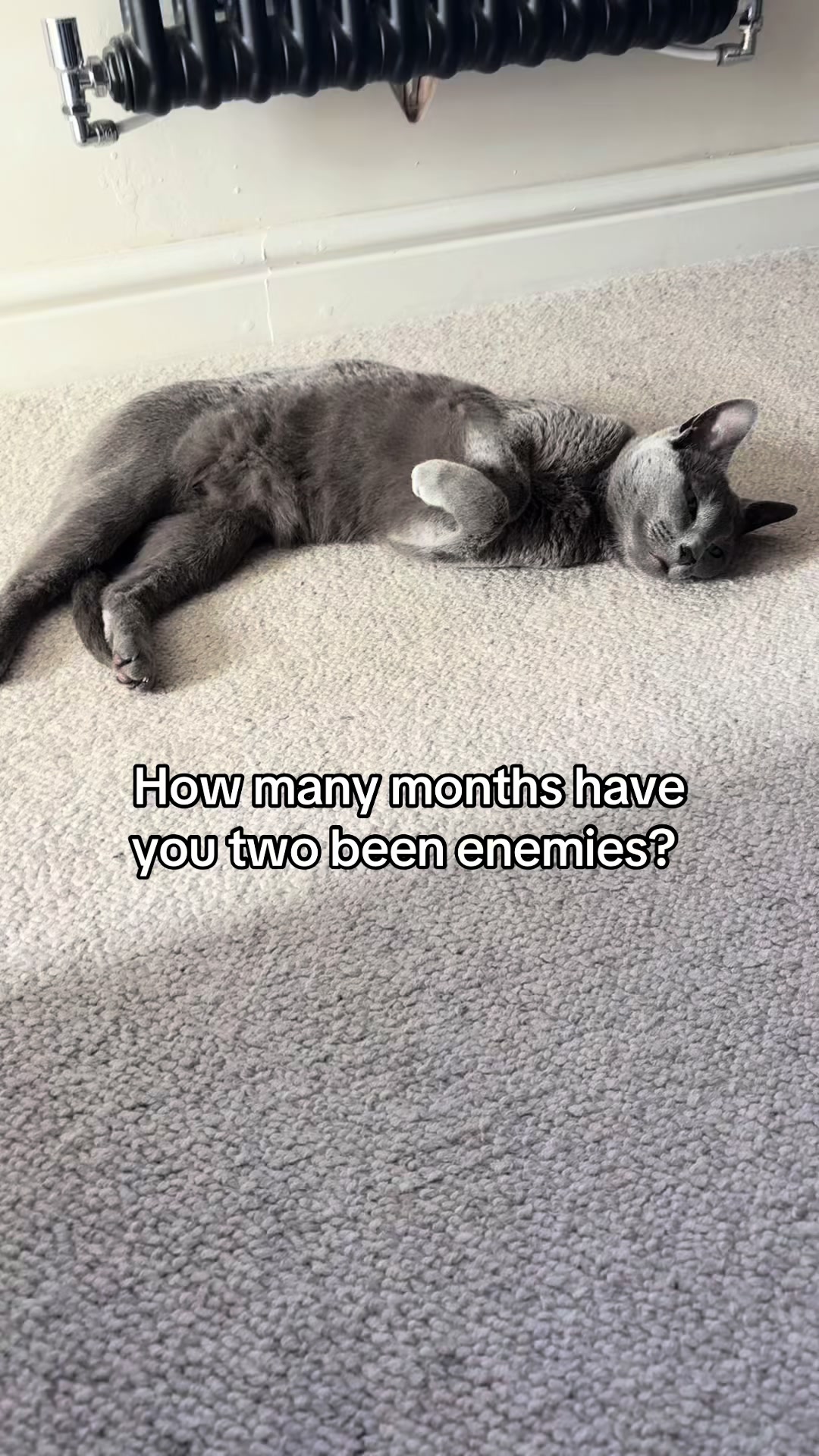 @Luna & Pluto
