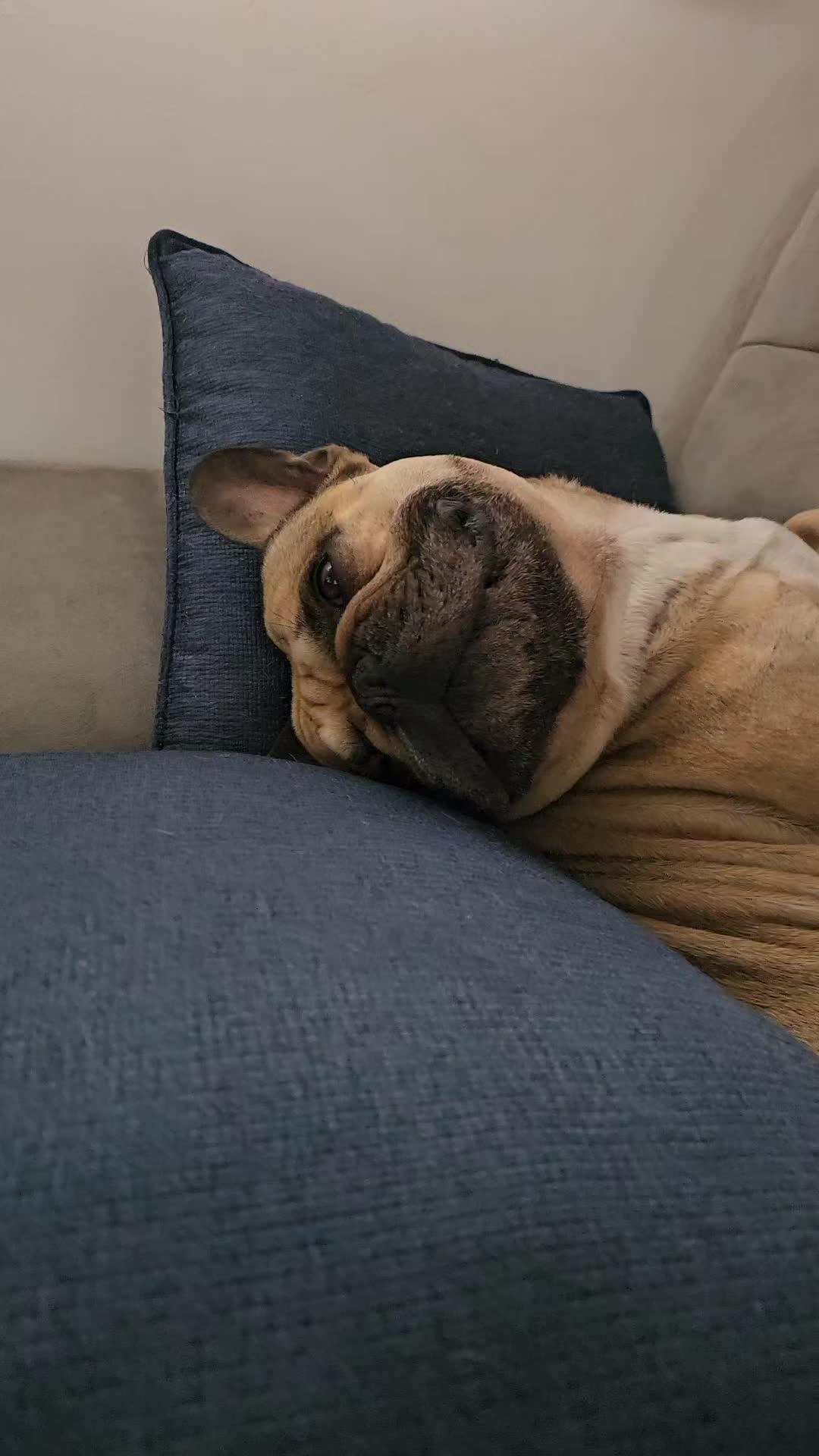 @Tyrion-the-frenchie/Cyrus23