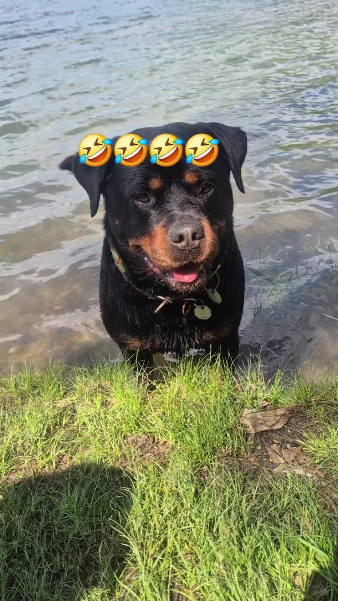 @Rottweilerlove❤️