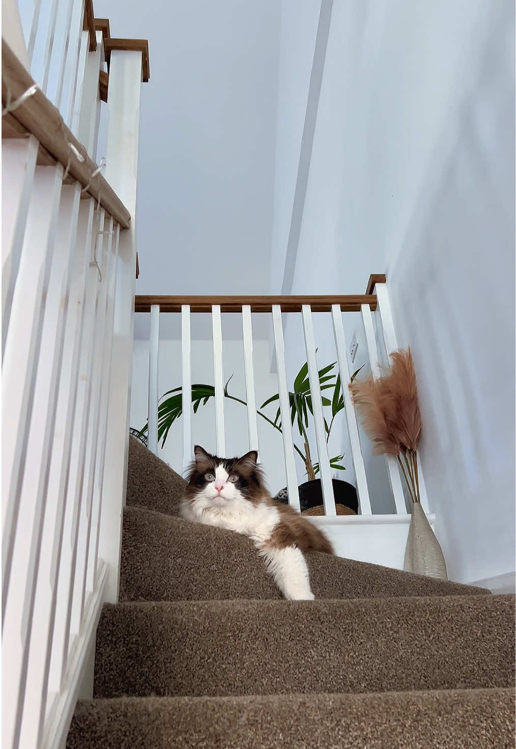 @Ted the ragdoll cat 🐾