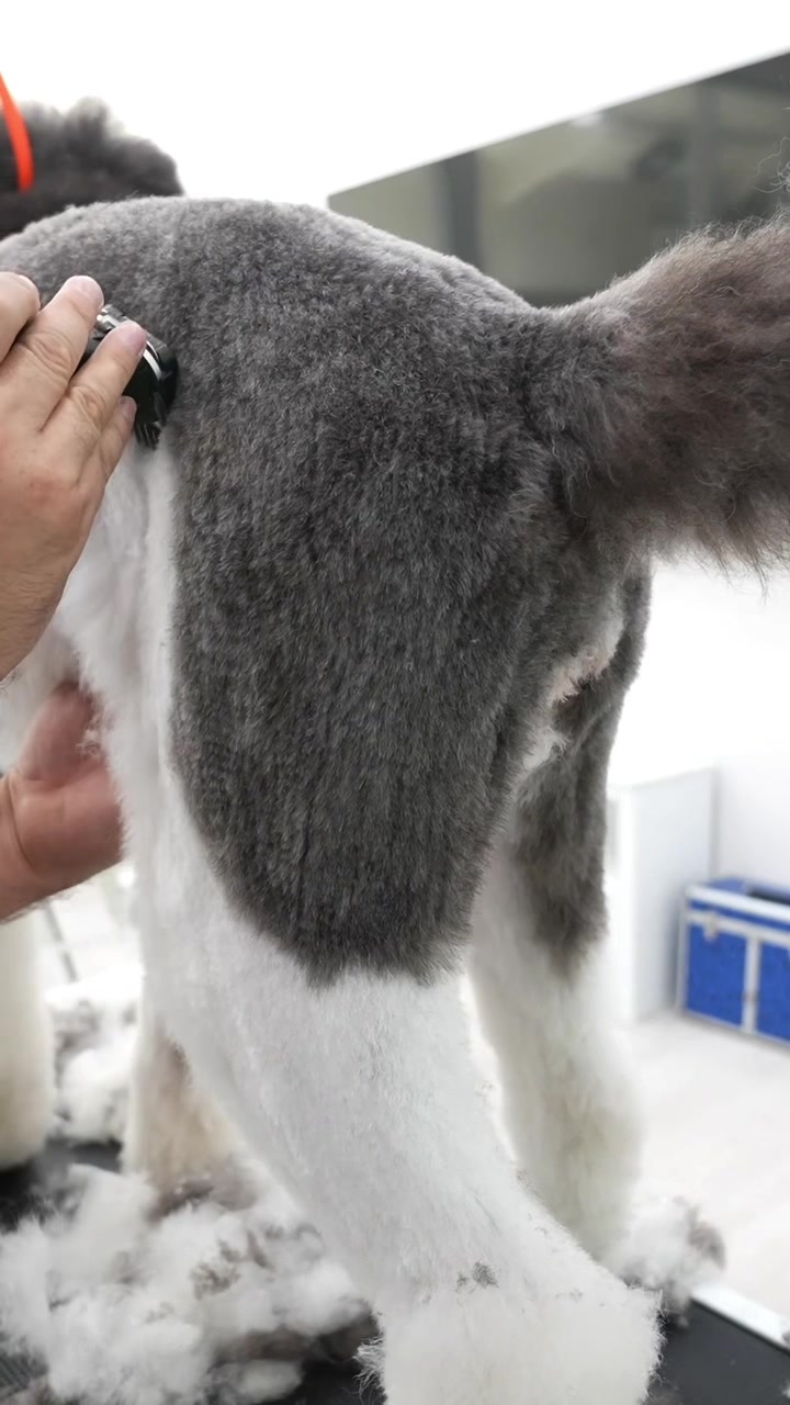 @NorCal Grooming Academy