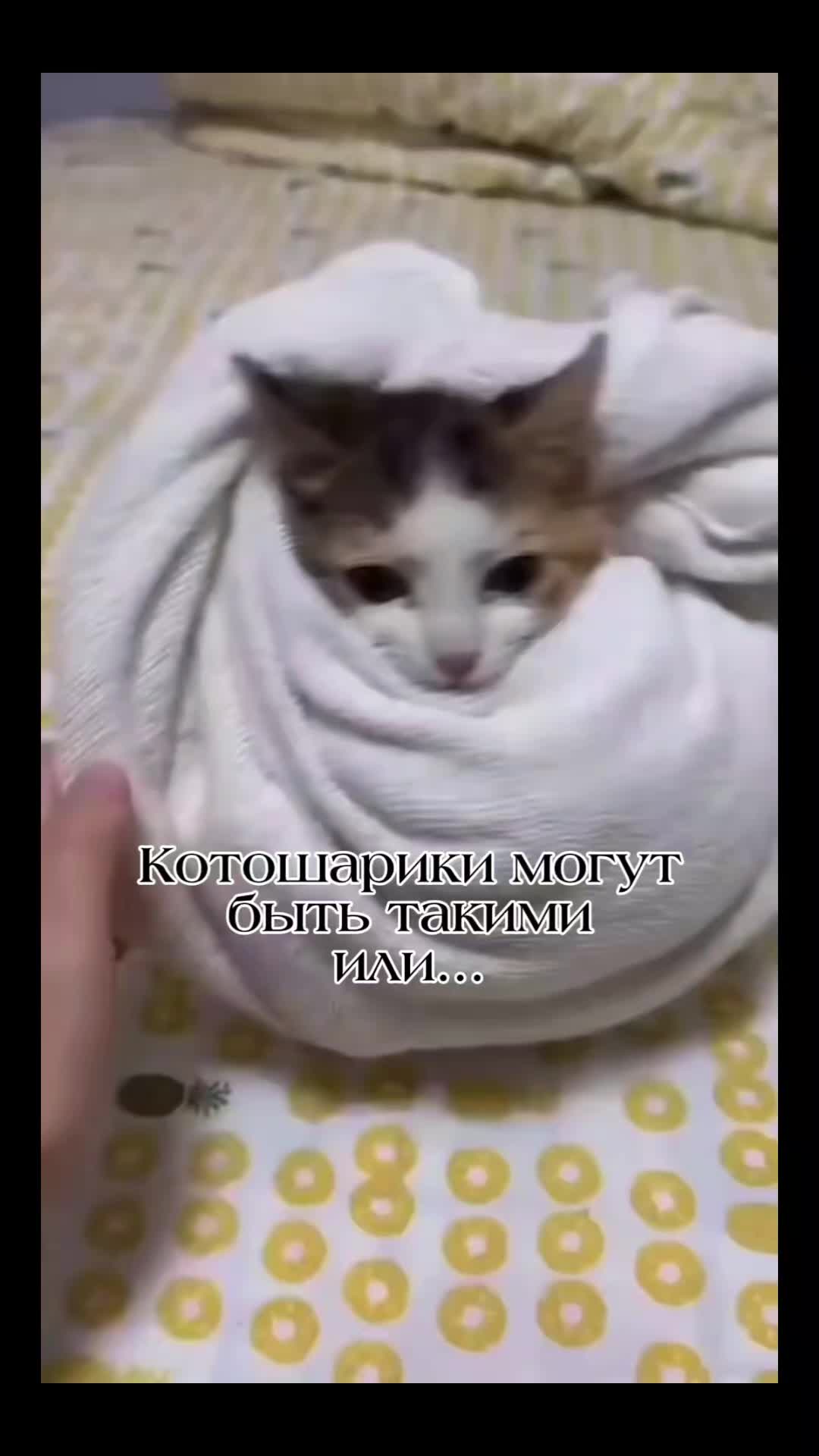 @ПУШИСТАЯ ЛАВКА