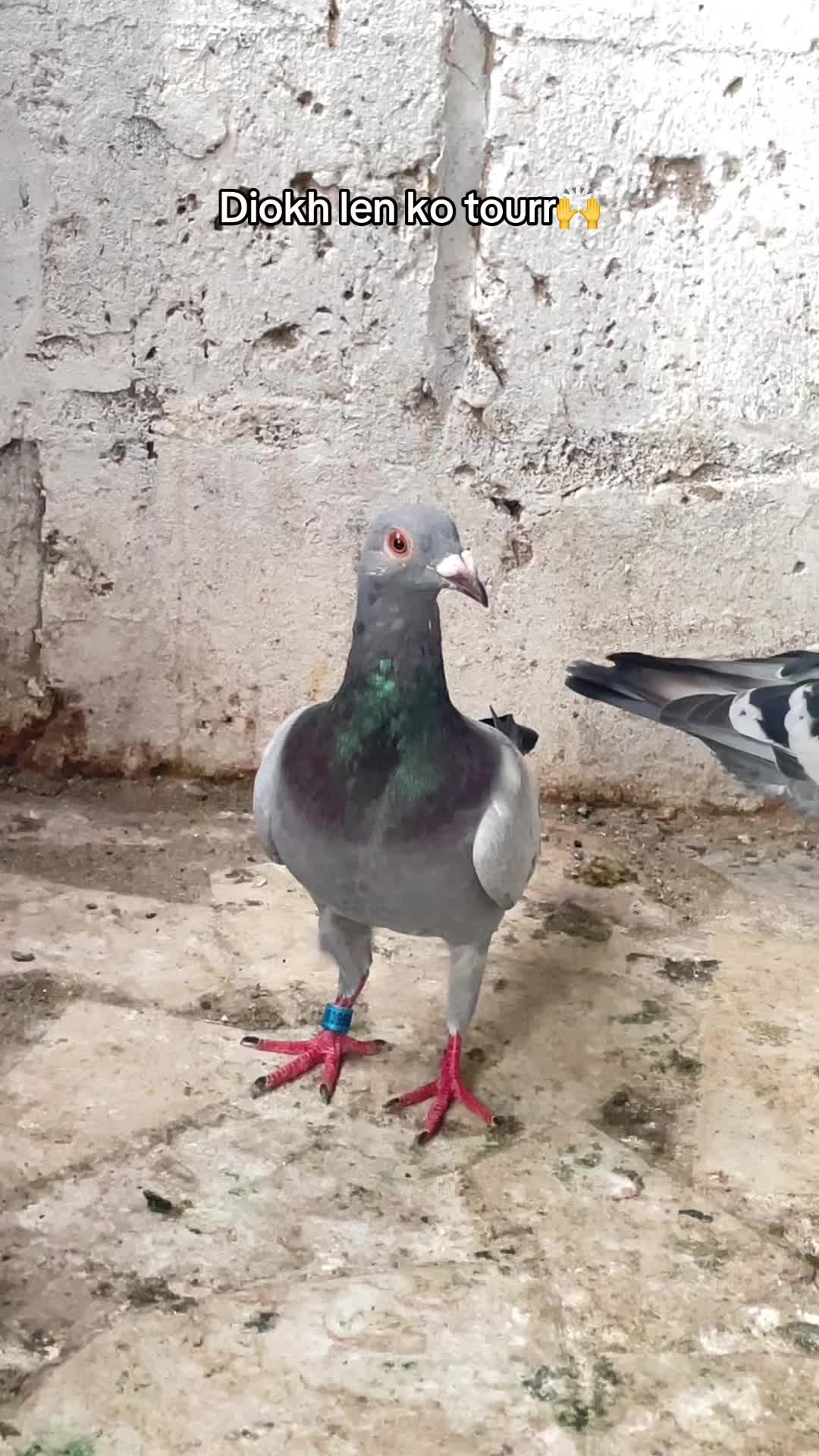 @OMZOLOFT🕊🦜🇸🇳