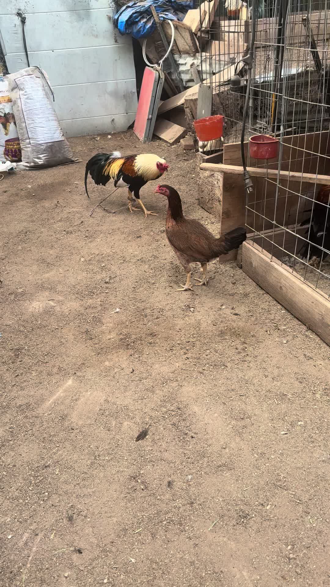 @los cal&eacute;ntanos game farm