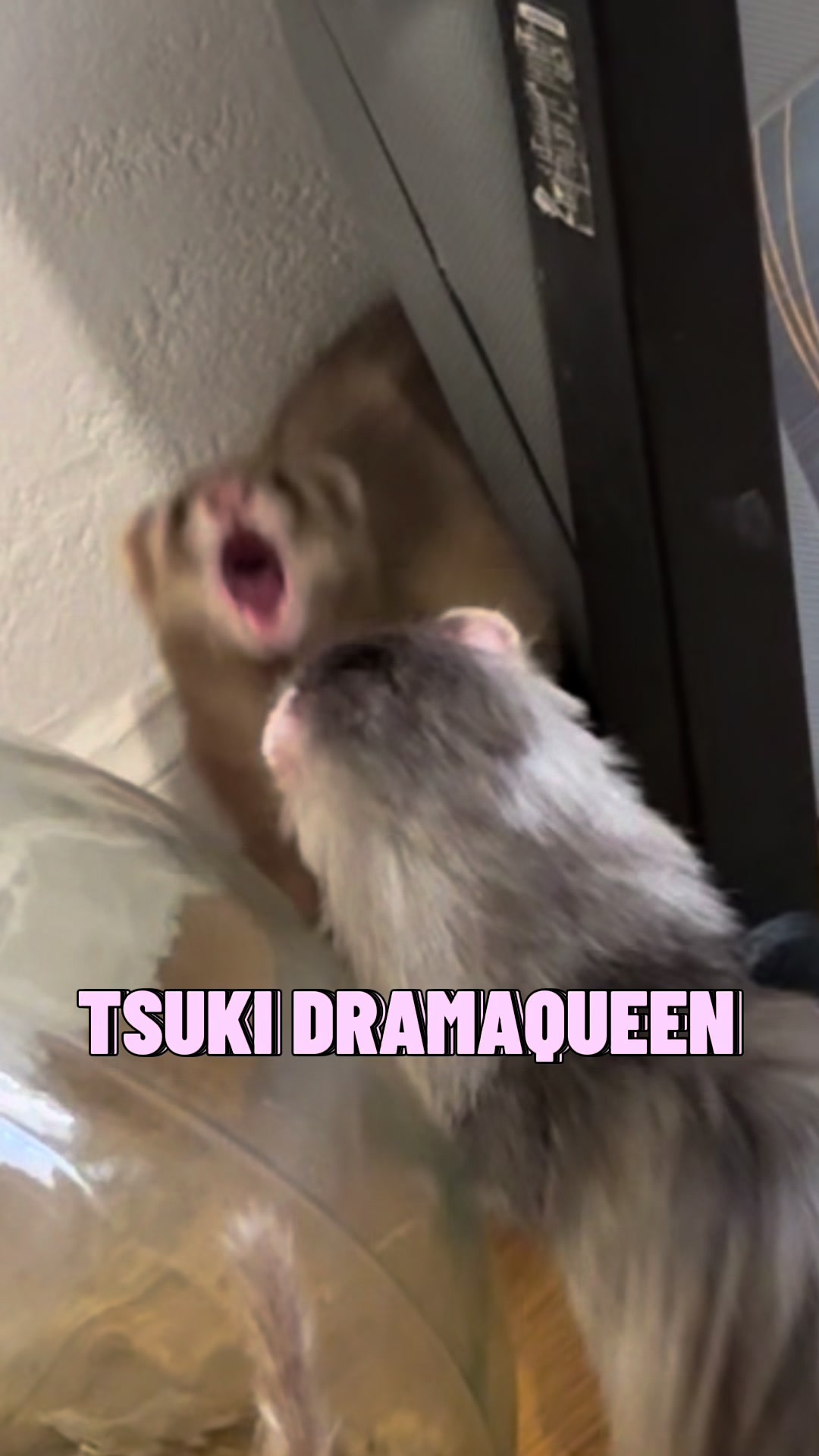 @Tsuki et Toka