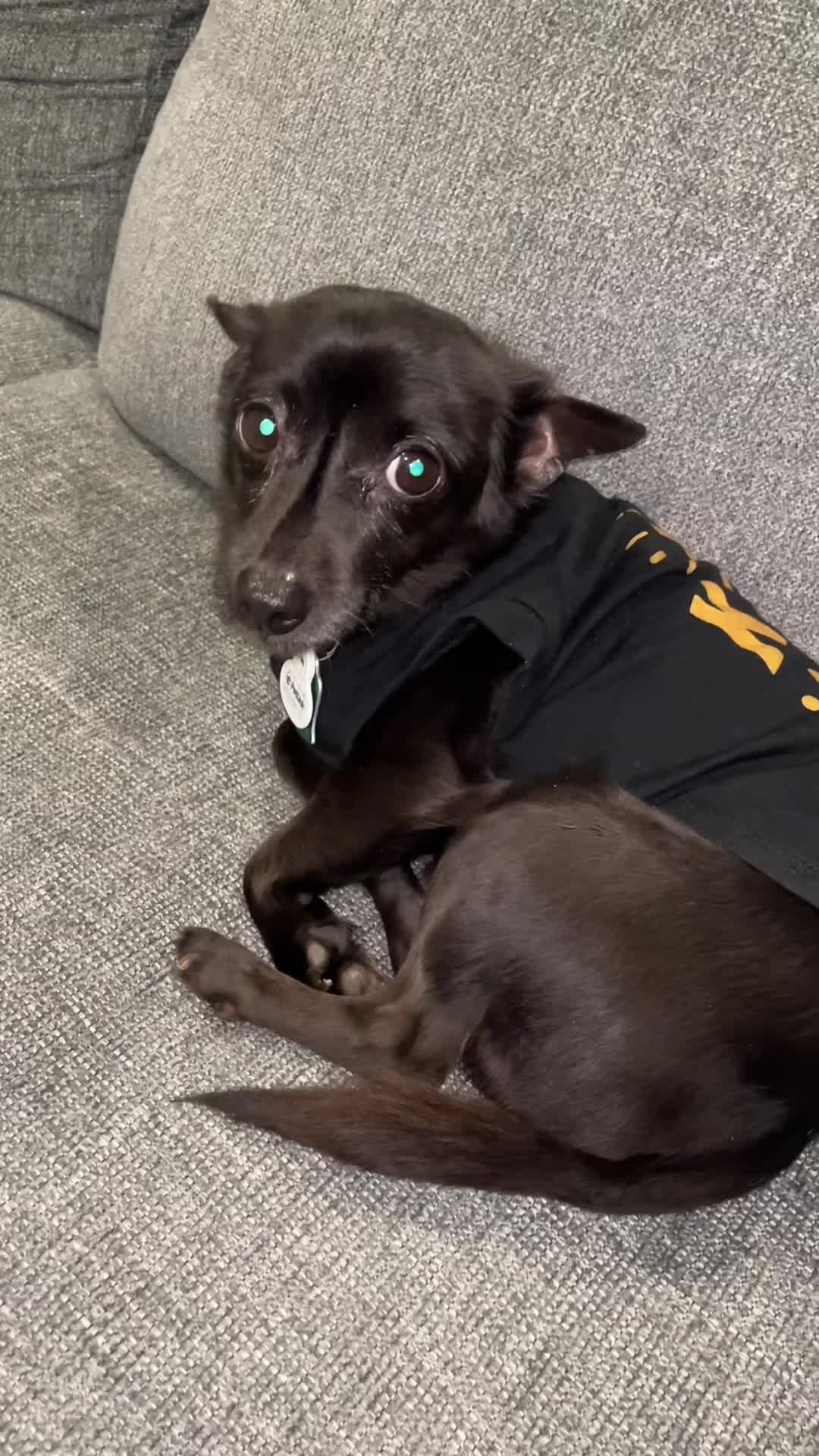 @Blackjack_Chihuahua
