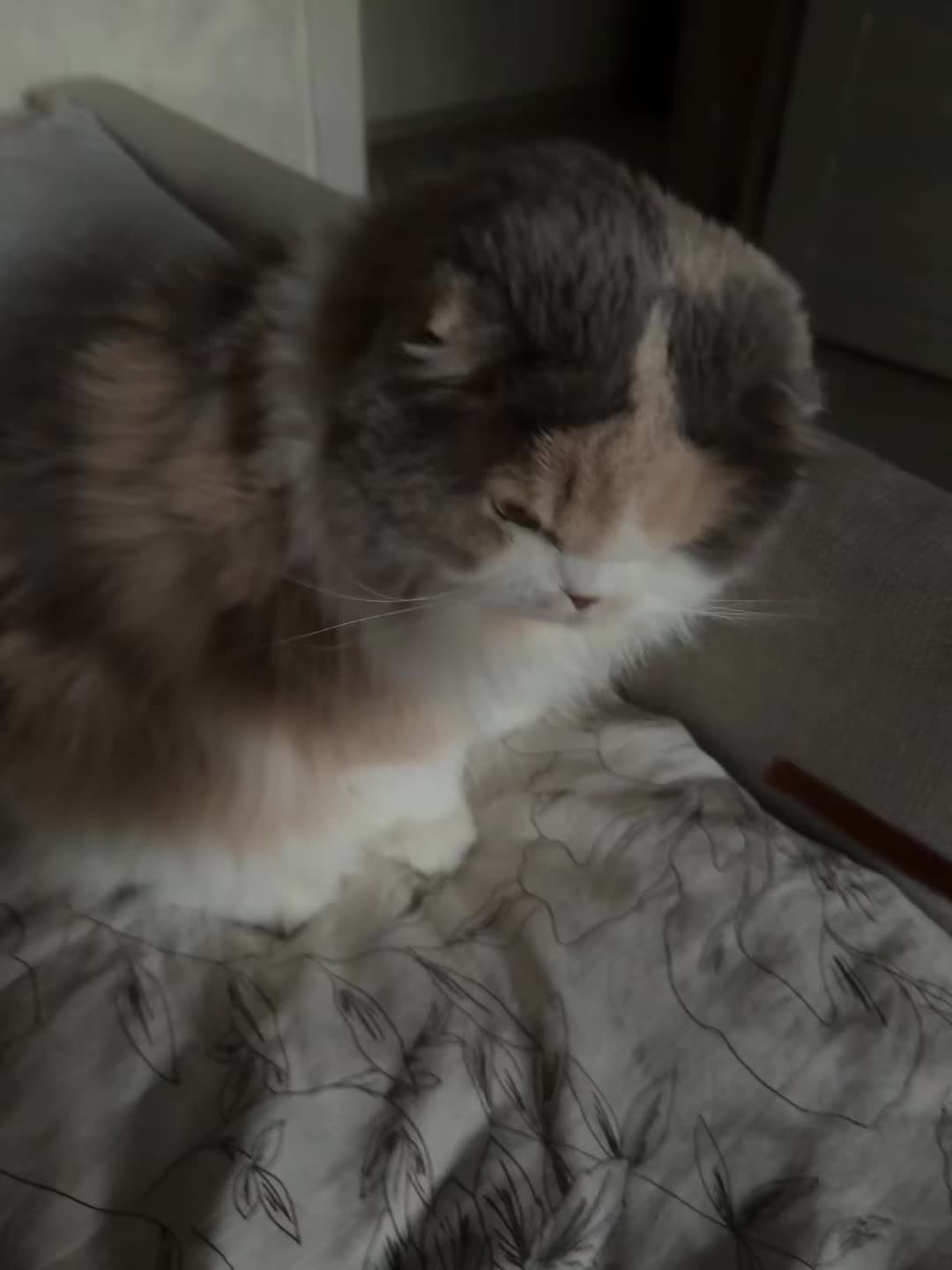 @qesxy