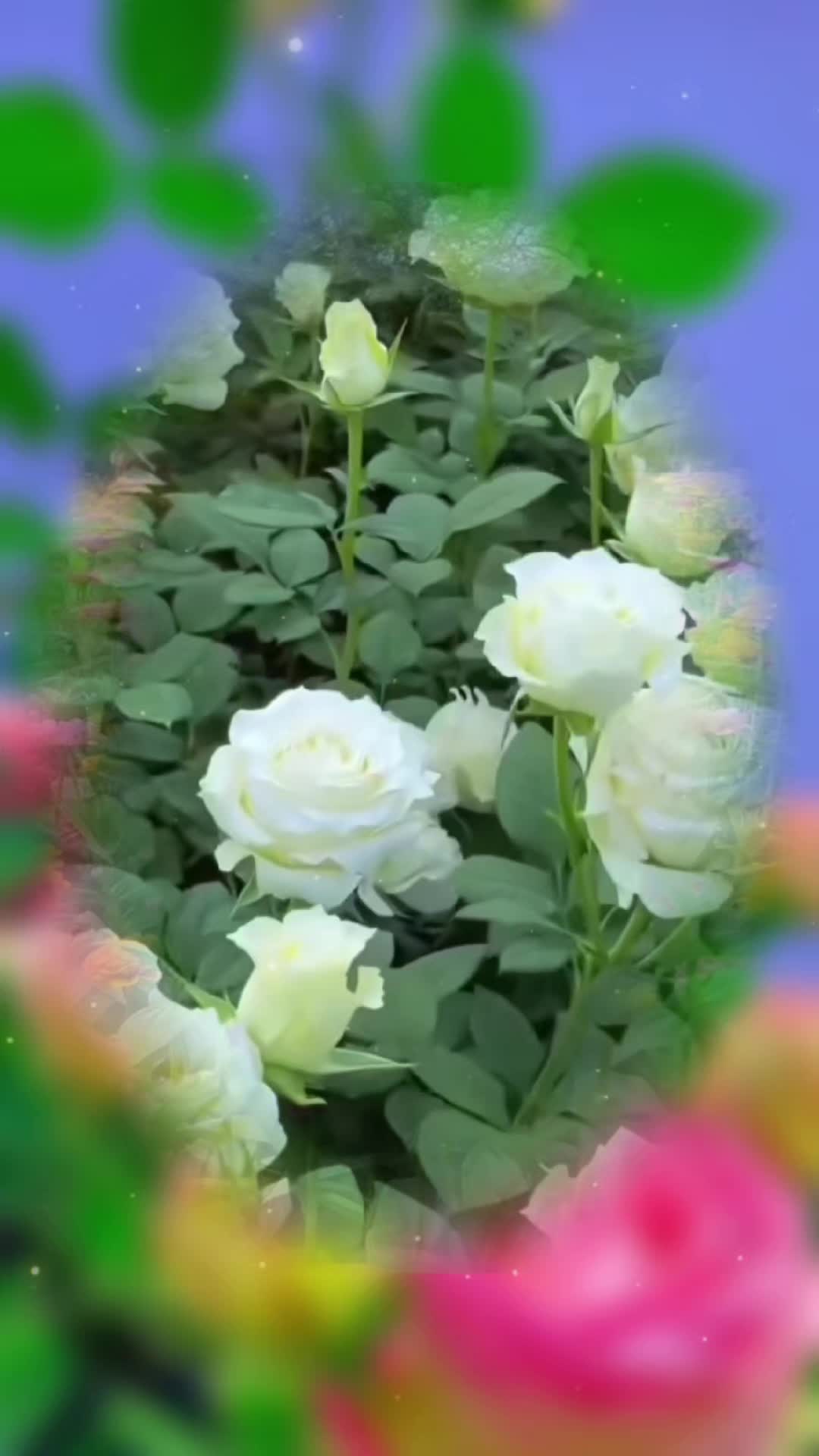 @amaan1949