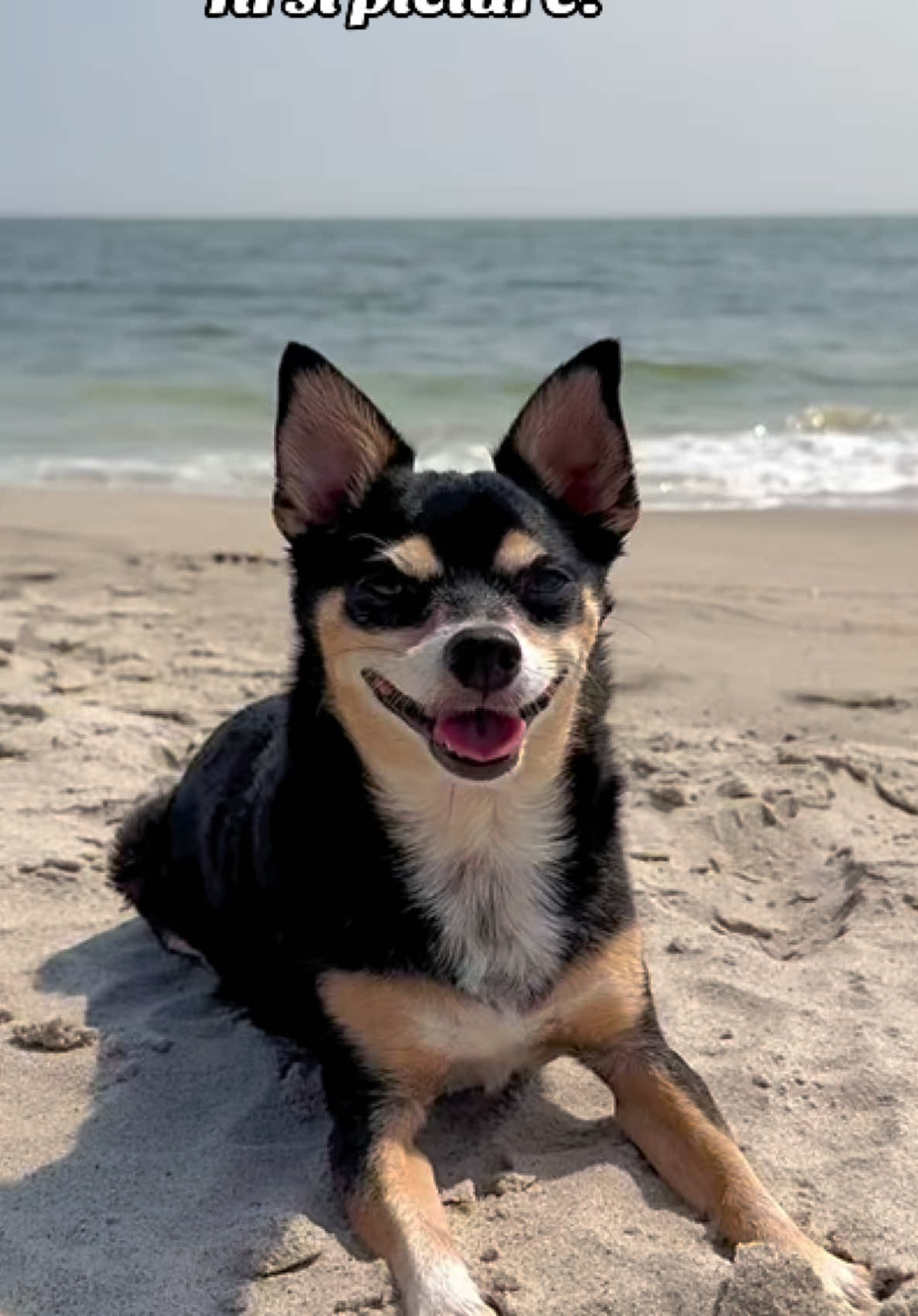 @nycdogadventures