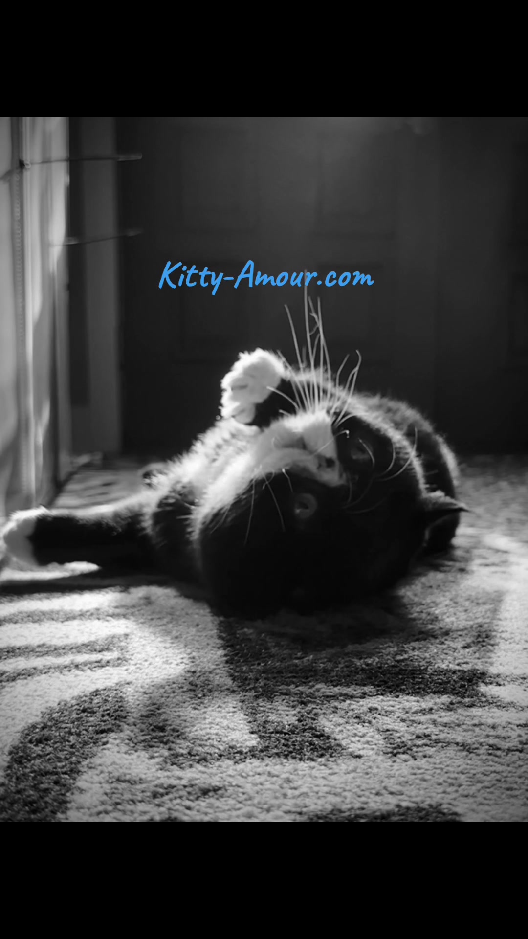 @KittyAmourCattery