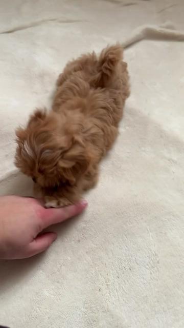 @Maltipoo Puppy Place