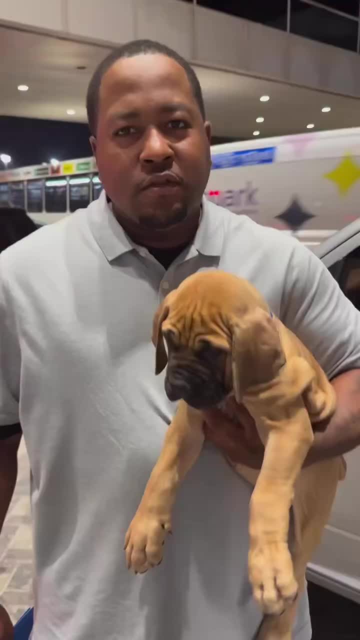 @D&K Boerboels