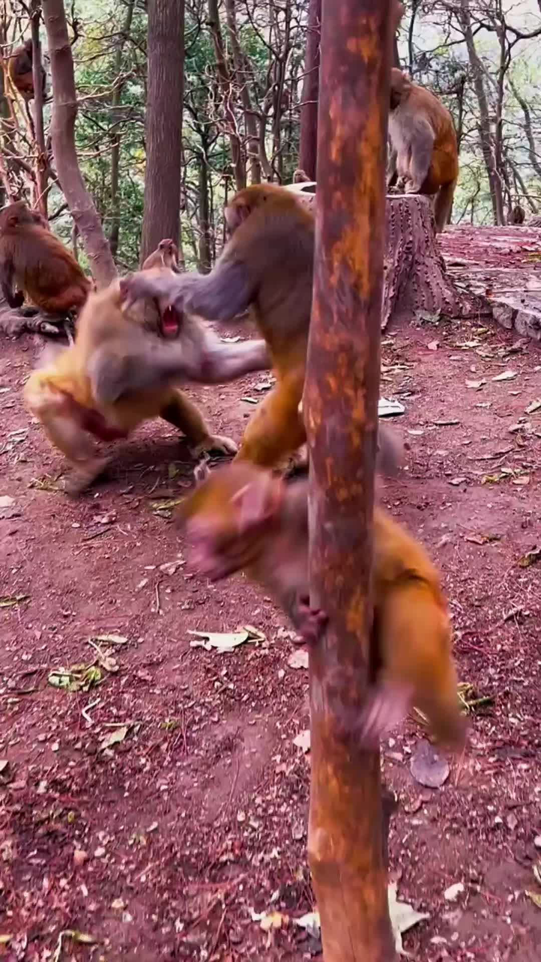 @LilMonkeyVibes