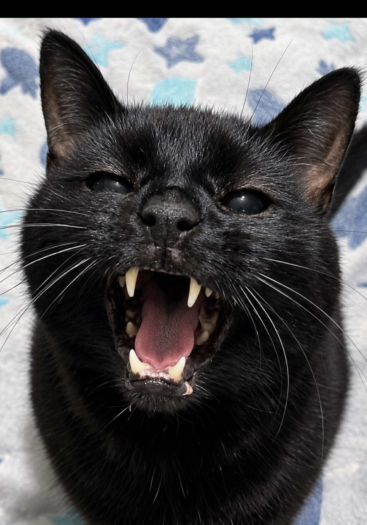 @Teefie_tribe 🐈⬛🐈⬛🐈🦷🦷