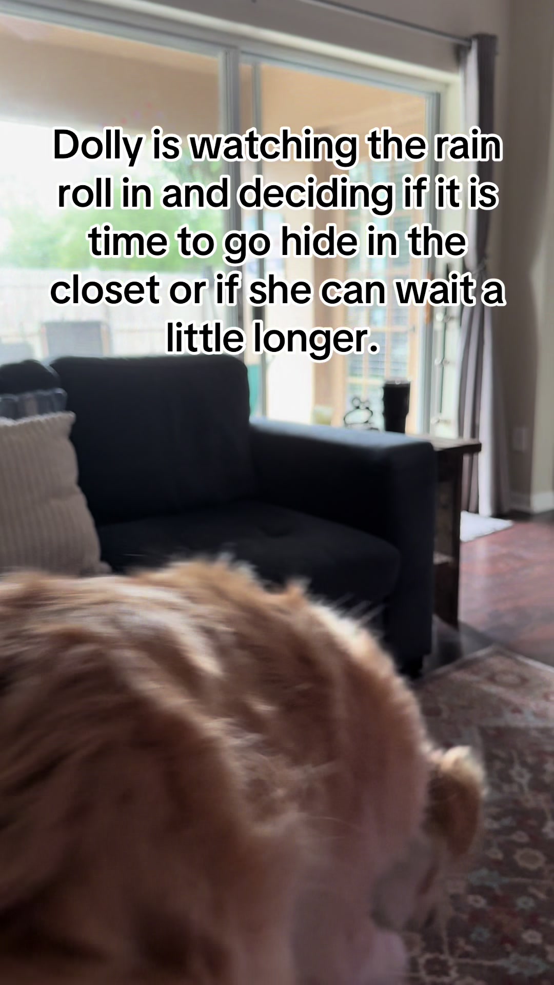 @hankanddollyrescuedogs