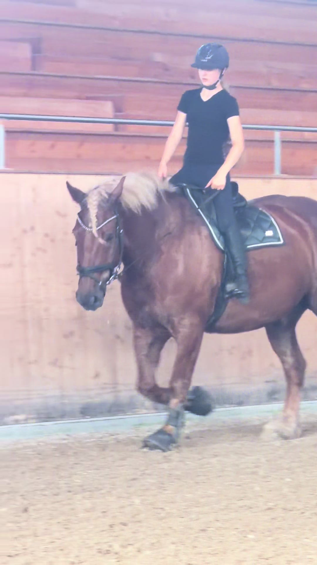 @_.coldblood.dressage_