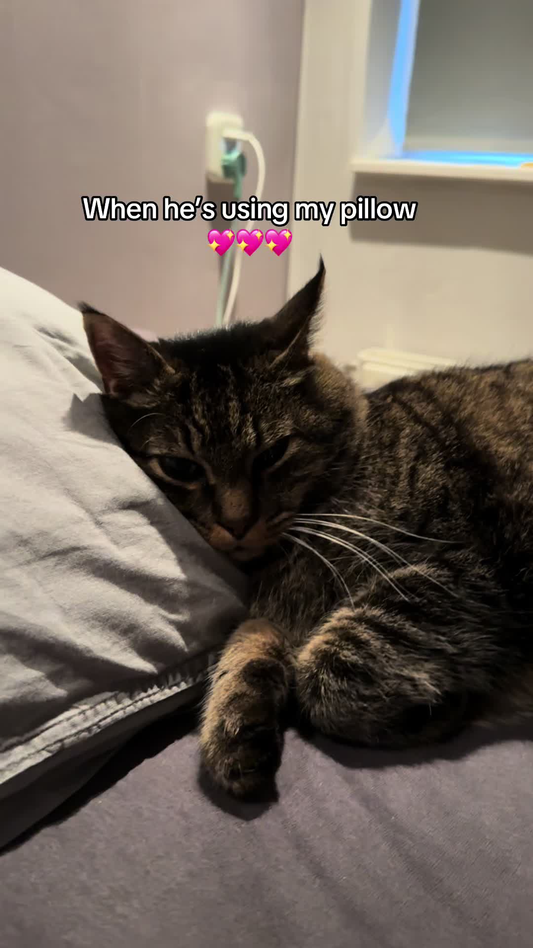 @Joep_the_ rescuecat