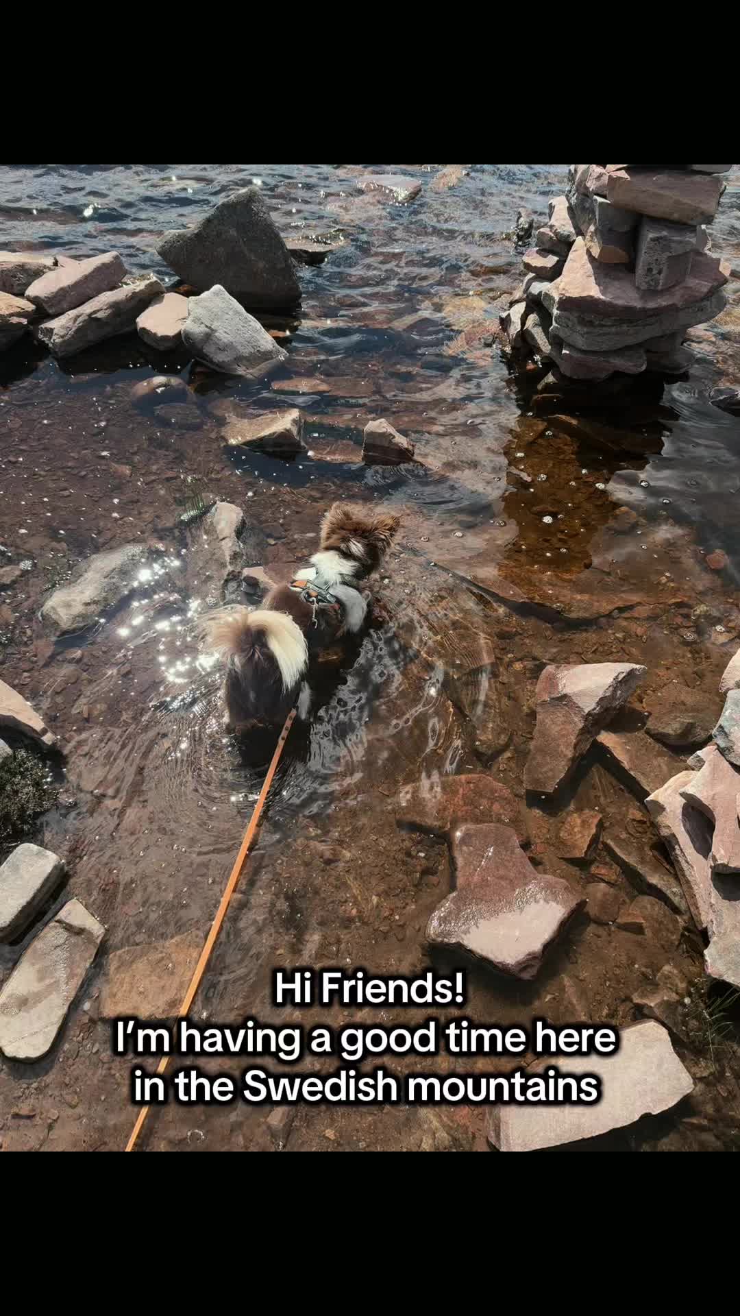 @MorrisMiniDog
