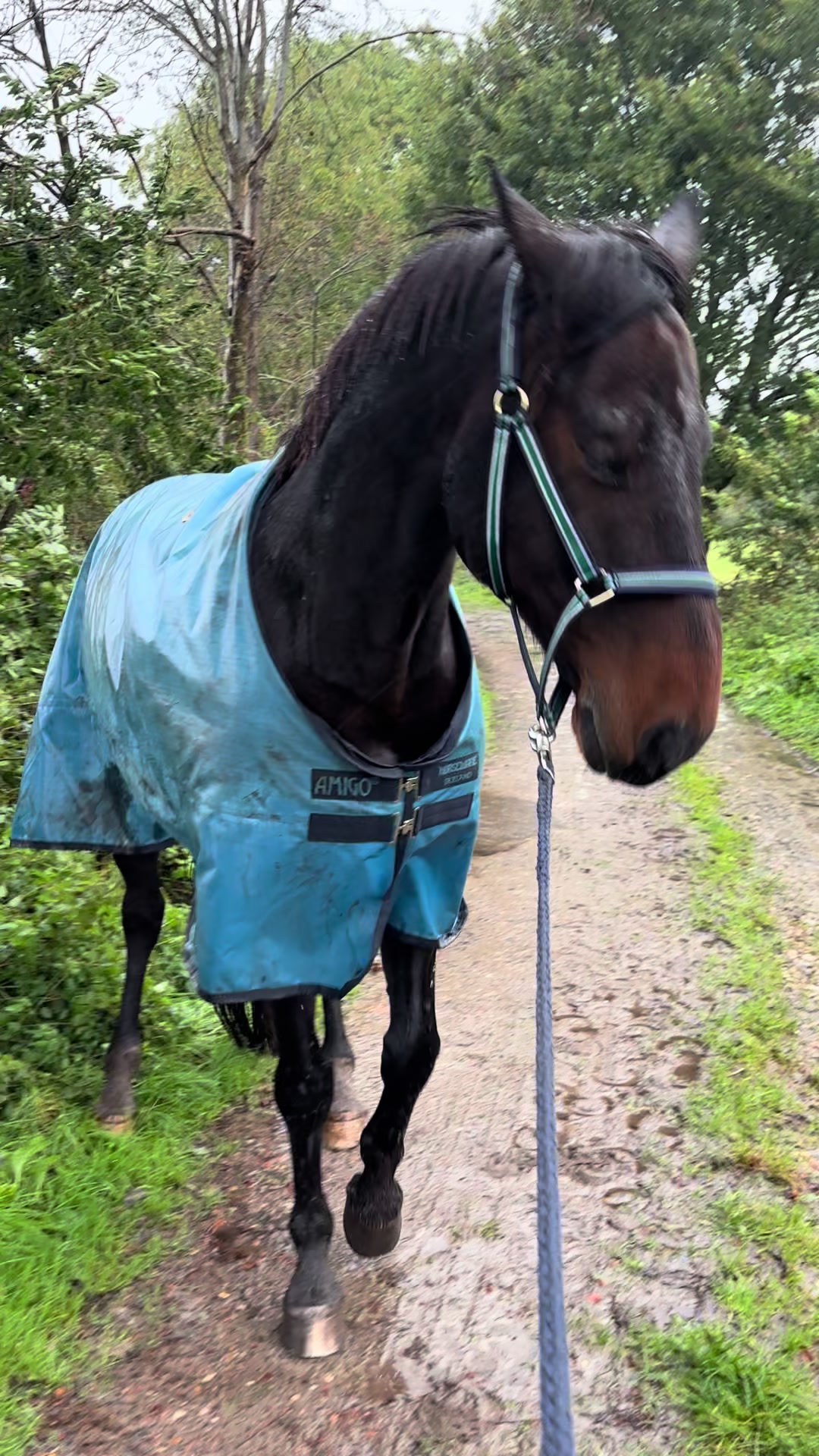 @Equestelli