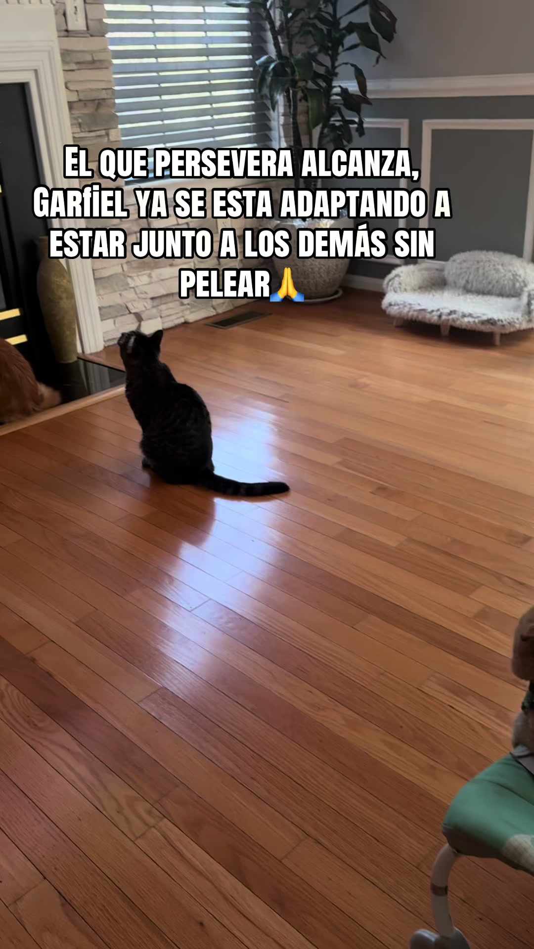 @rescatados por Chase