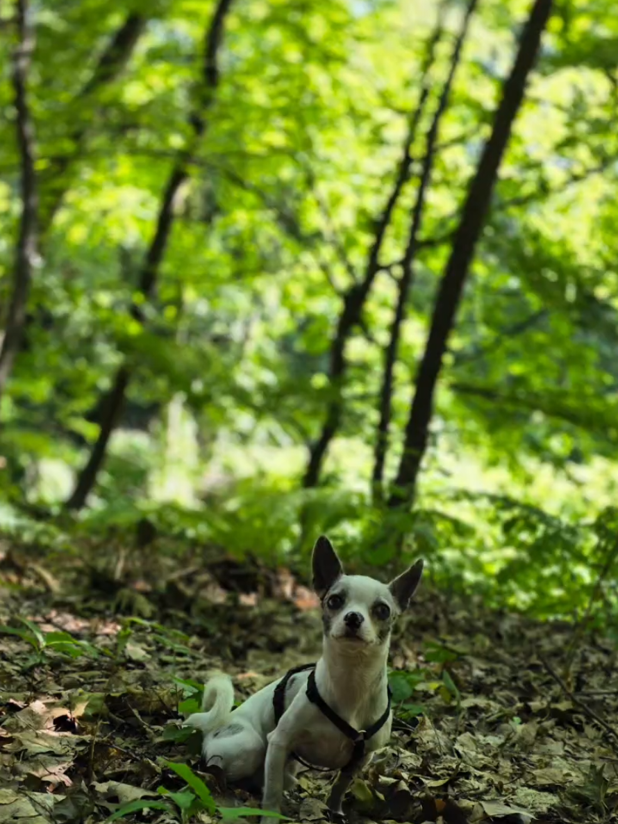 @Jerry_Coby_Chihuahua