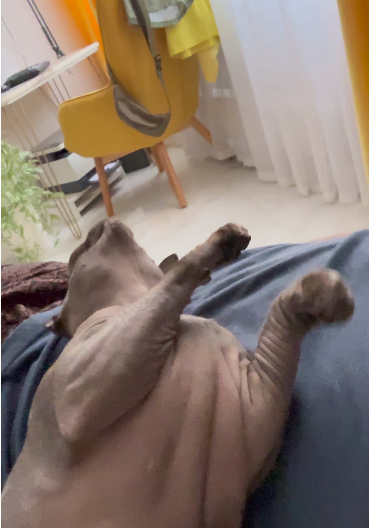 @sfinks_luna