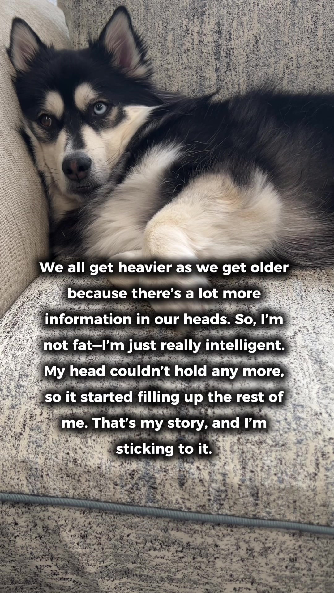 @Zeus the Pomsky🐾