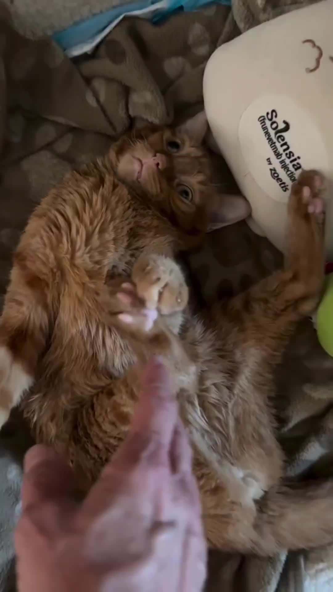 @Pets Mania