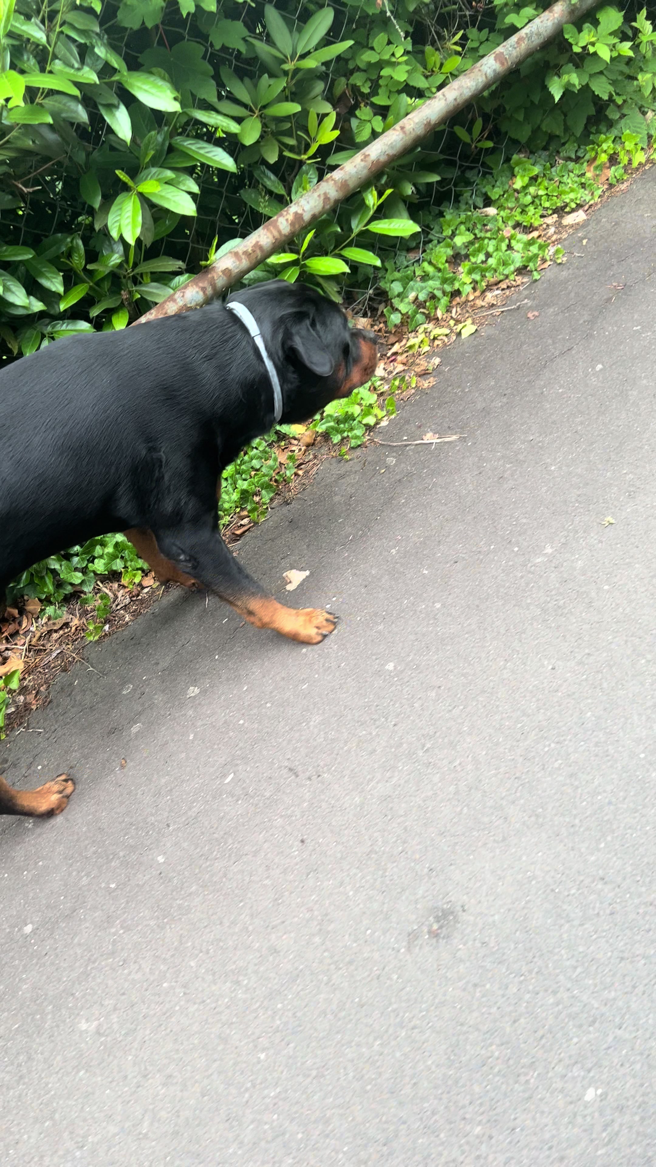@Lucifer_Rottweiler