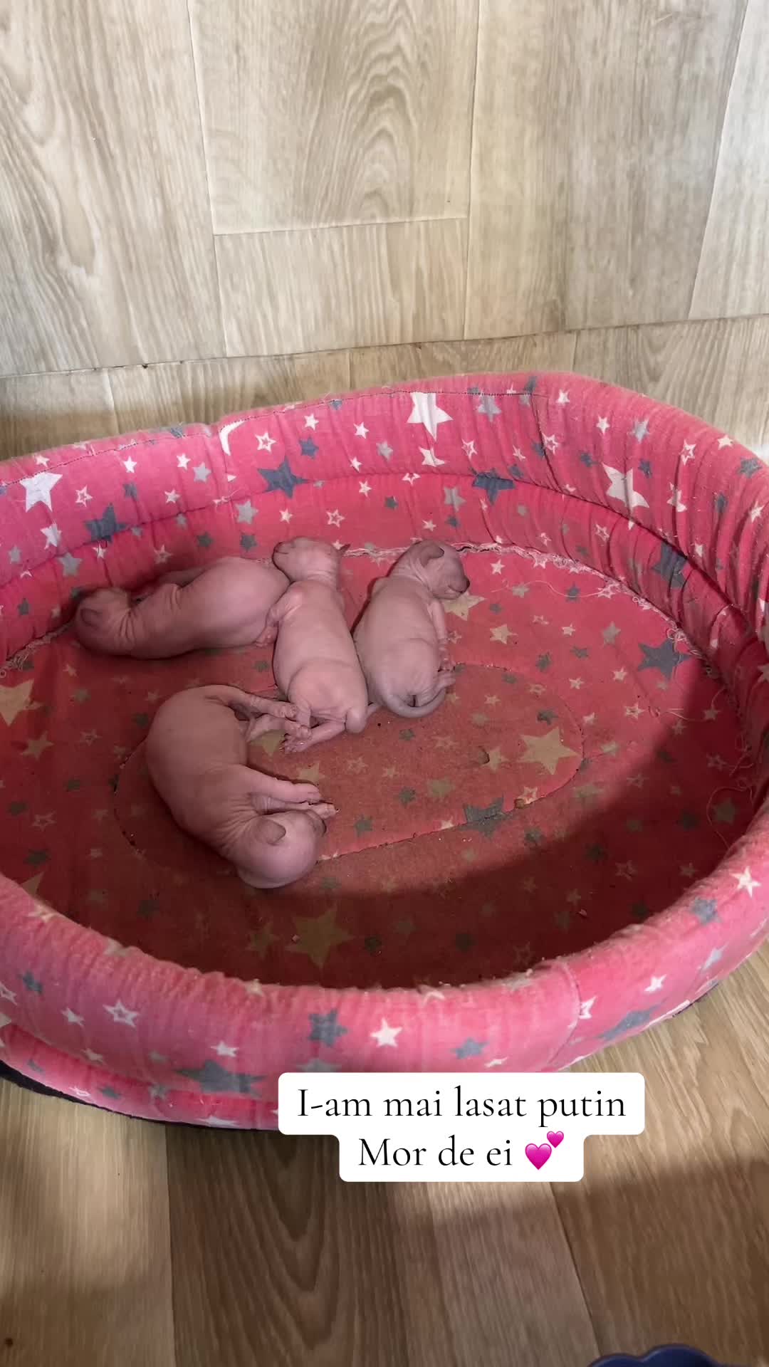 @Diana Ciortan Sphynx Romania