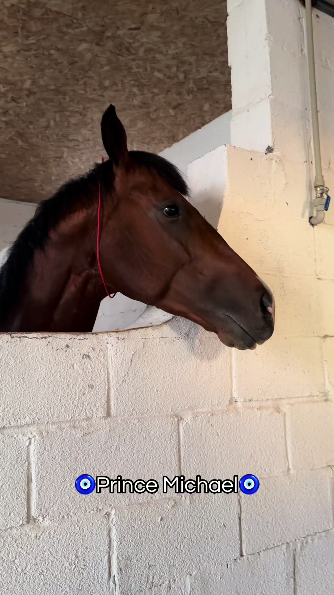 @🐎Ева🐎