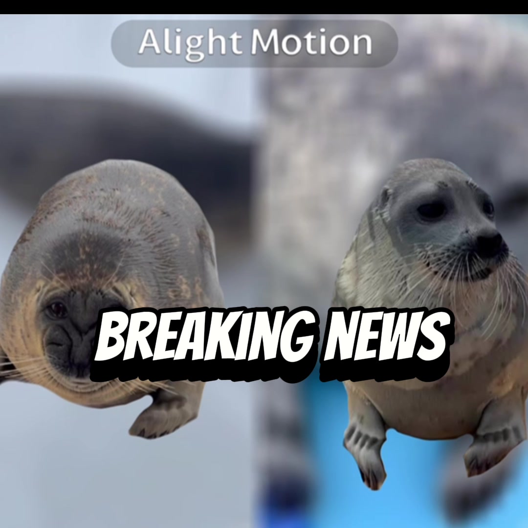 @BaikalSealHugger