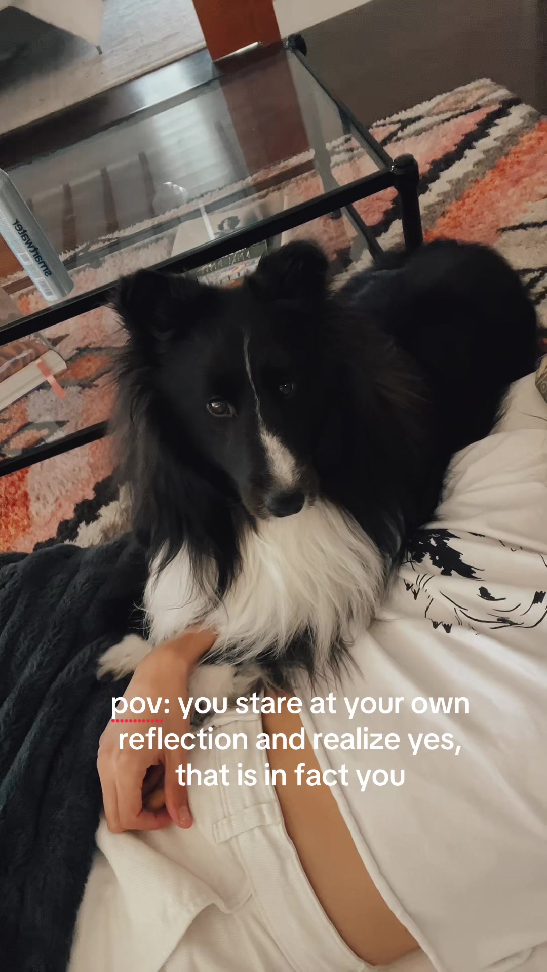 @beauthesheltie